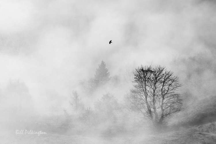 bird in the mist-1-2